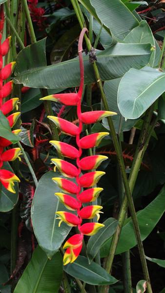Kandy, botanical garden
