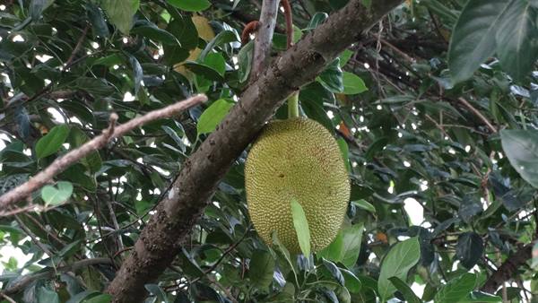 Fruit