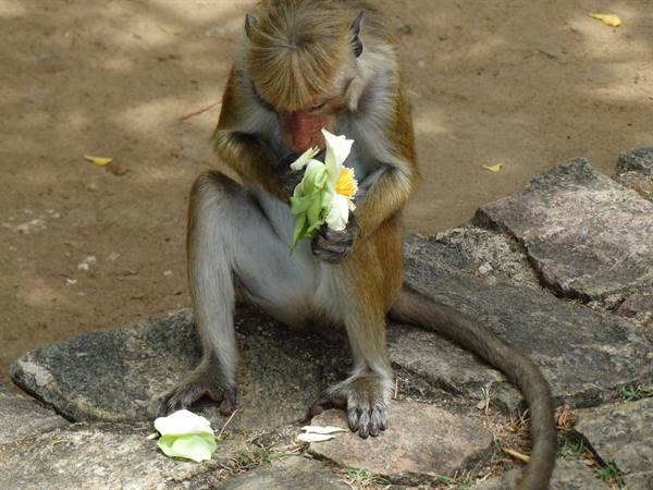 Dambulla
