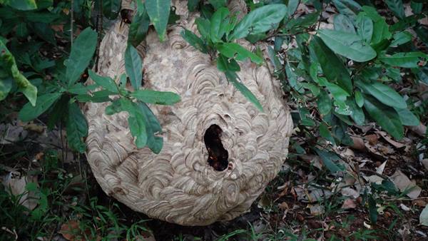 ..hornets......