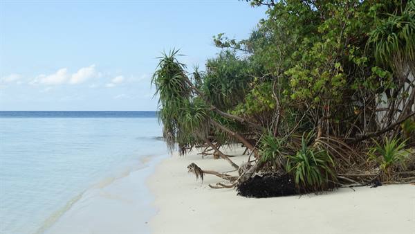 White sand beach with leaning pandanus trees over turquoise water