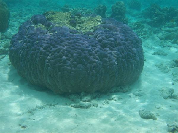 Huge purple coral on sandy seabed, sunlit turquoise water