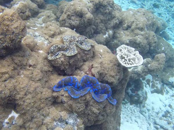 Giant blue and green clams nestled among corals on a reef