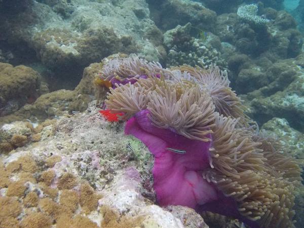 Magenta anemone among corals with small fish on the reef