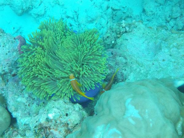 Green sea anemone among corals with orange clownfish underwater