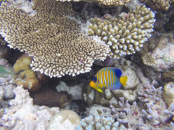 Royal angelfish with yellow and blue stripes swims among corals