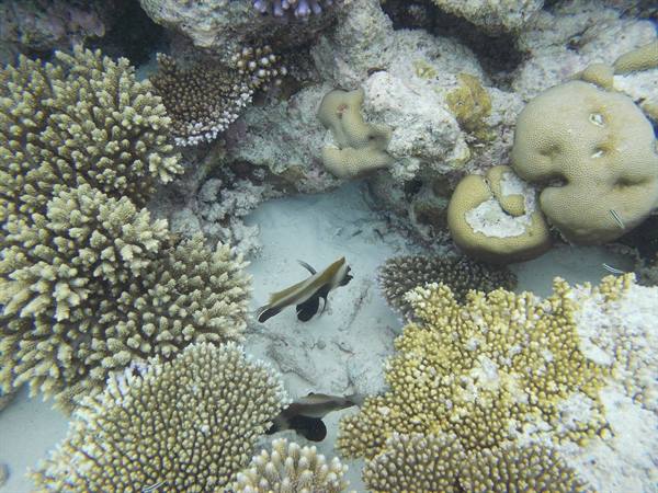 Fish swimming among yellow and white corals on bright sand
