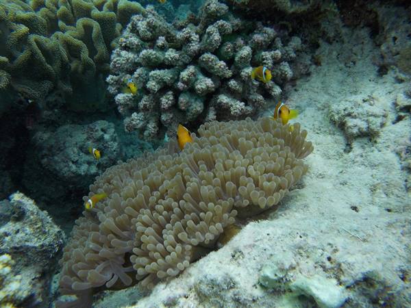 Clownfish swimming among anemones and corals over sandy seabed