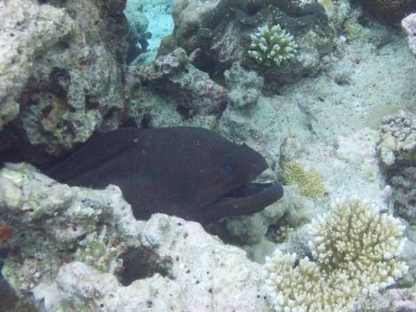 Black moray eel peeking from a crevice among white corals