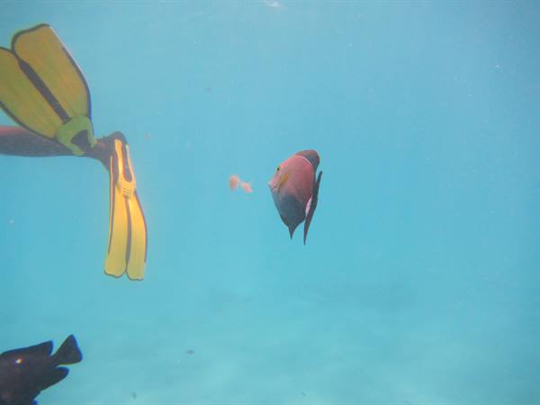 Yellow fins underwater beside a reddish fish in blue light