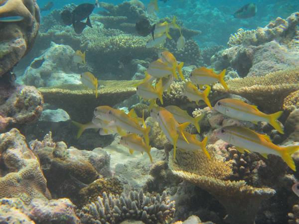 School of yellow-silver fish swims among corals in turquoise water