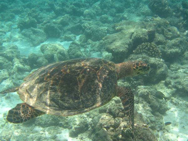 Sea turtle swimming over corals in clear shallow water
