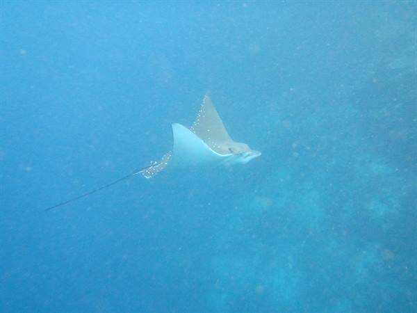 Spotted eagle ray glides through blue water above the coral reef