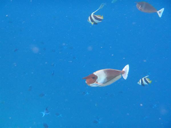 Bowtriggerfish swims among bannerfish in deep blue water