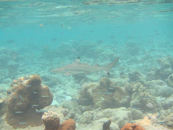 Blacktip shark swimming over corals in clear turquoise shallow water