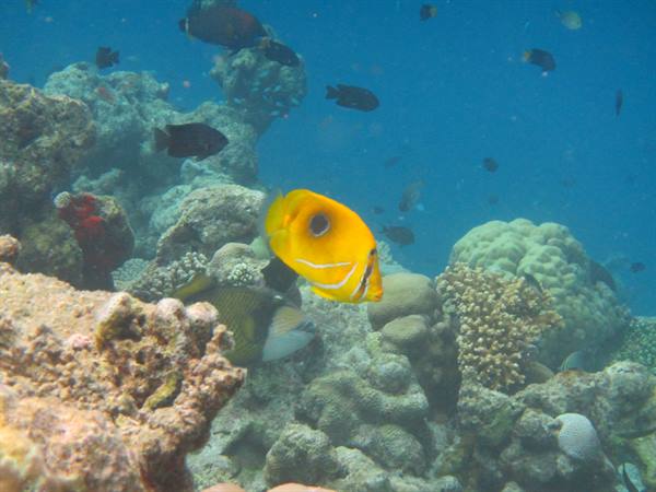 Yellow butterflyfish swims among corals and dark fish in blue water