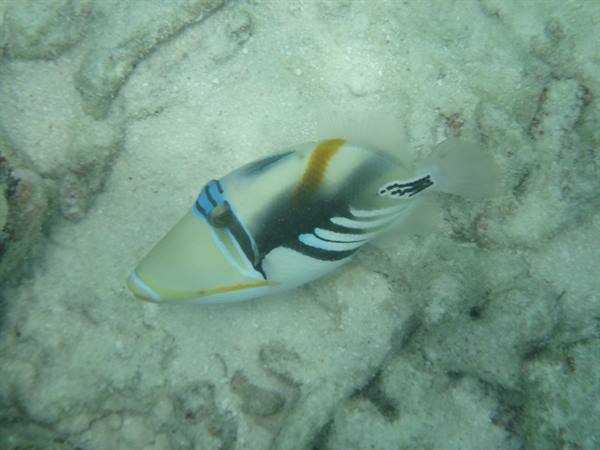 Picasso triggerfish swimming over white sandy seabed among submerged rocks