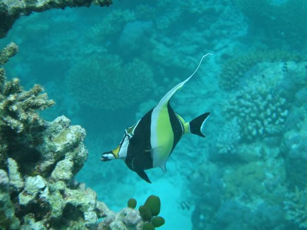 Moorish idol swims among corals in turquoise water