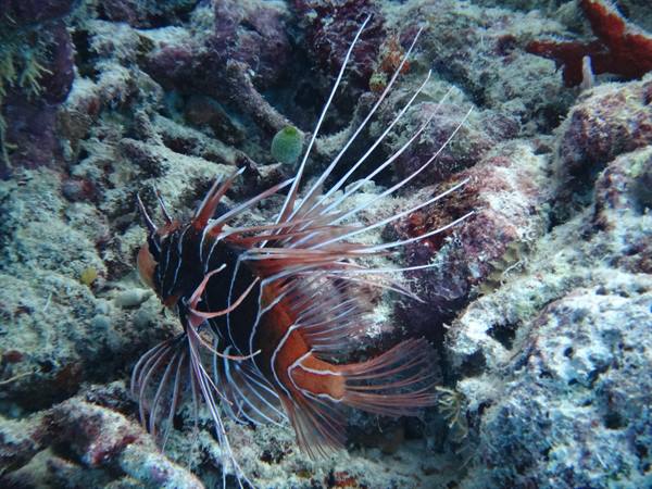 Striped lionfish swimming among corals and rocks on the seabed