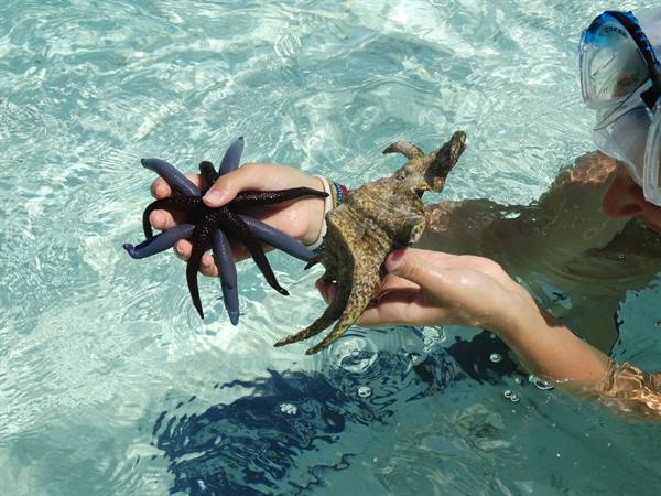 Snorkeler holding a blue starfish and large shell in turquoise water