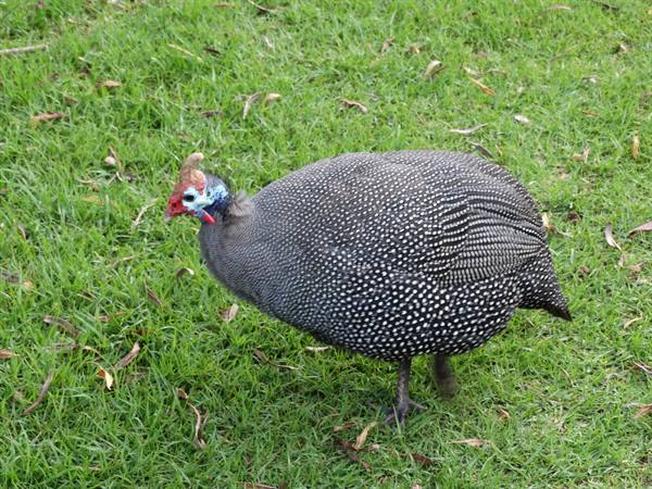 Kirstenbosch Garden