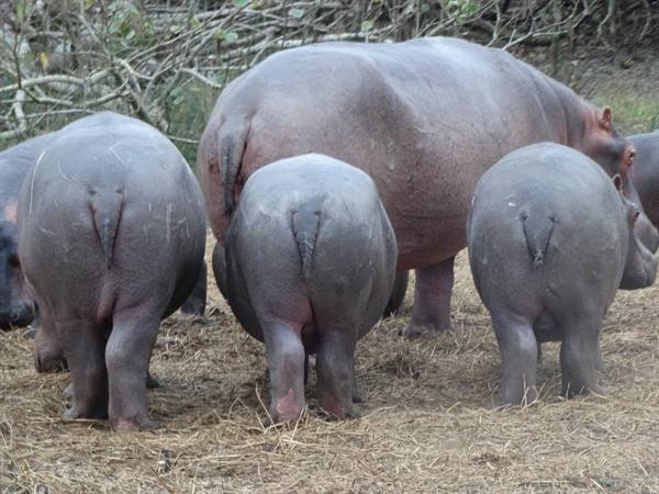 iSimangaliso