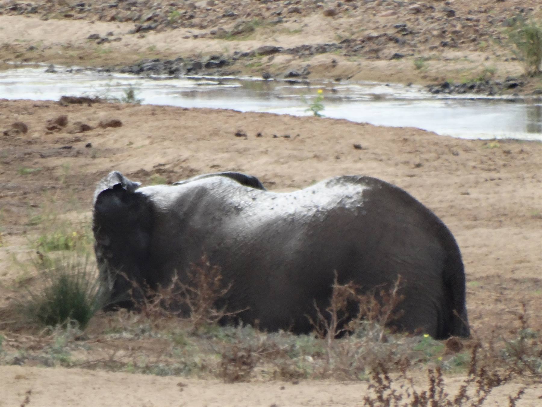 ....sand bath!