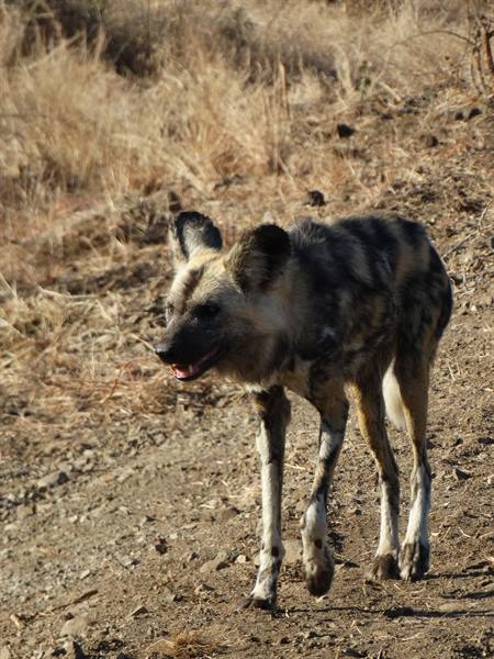 The African wild dog