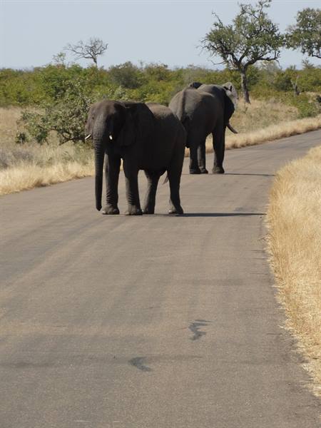 Elephants...on patrol!