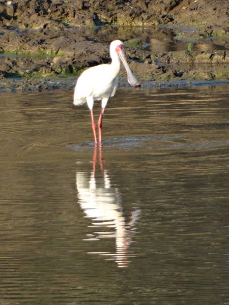 ..Spoonbill...
