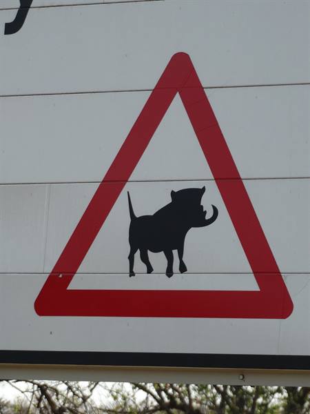 Red triangular road sign with black warthog silhouette