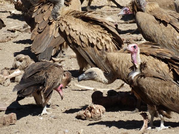 Vultures feeding on sandy ground among carcasses and bones, harsh sunlight