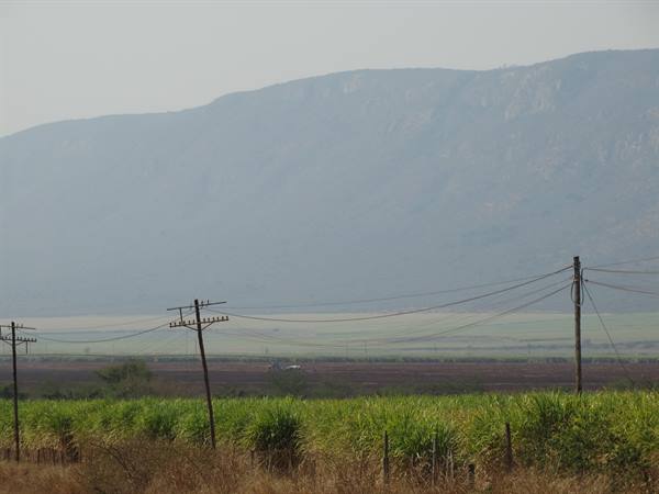 Sugar cane