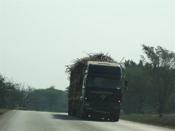 Sugar cane