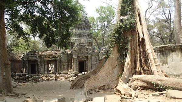 Giant roots engulf the stone ruins of Ta Prohm temple