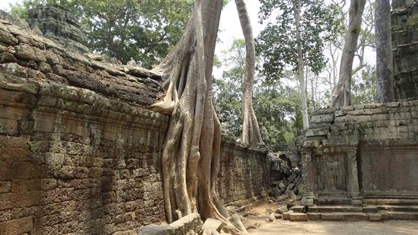 Giant tree roots engulf the stone walls of Ta Prohm temple