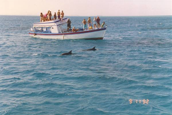Red Sea, dolphins