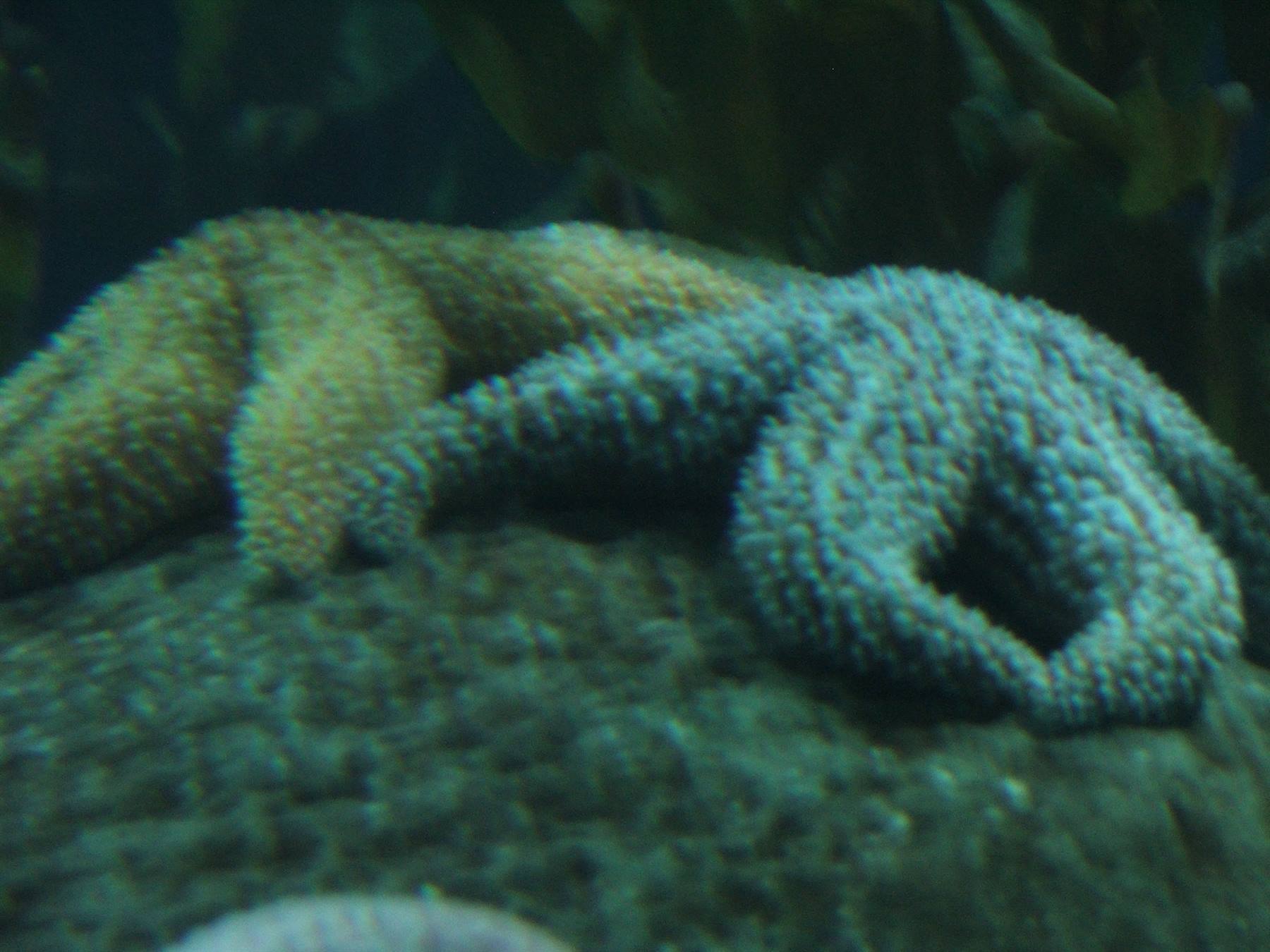 Oceanogràfic