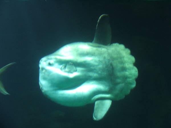 Oceanogràfic, sunfish