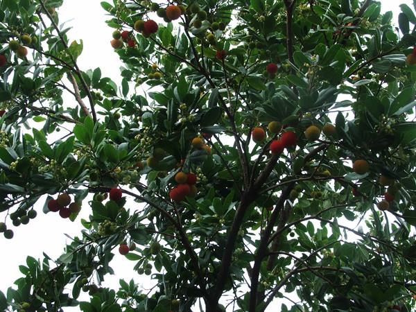 Winter cherries:the strawberry trees !