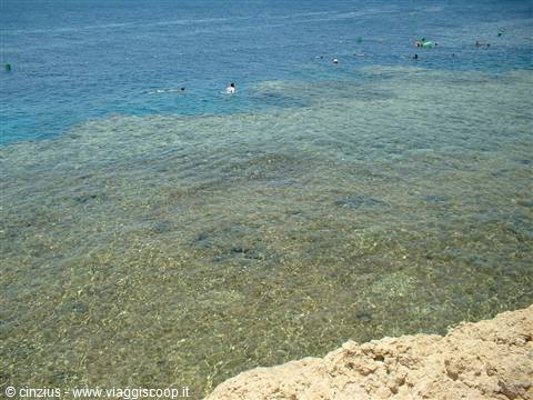 Coral reef