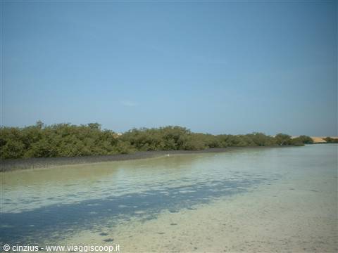 Mangrove Forest..