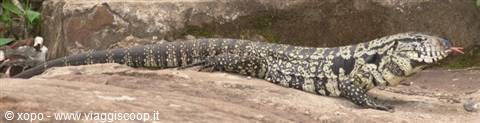 Large tegu lizard on grey rock, flicking red tongue