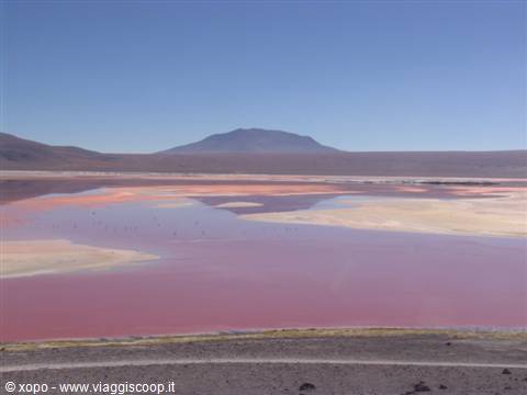 Pink Laguna Colorada with flamingos and volcano in the background
