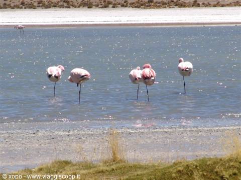 Group of pink flamingos resting on one leg in the salt lagoon
