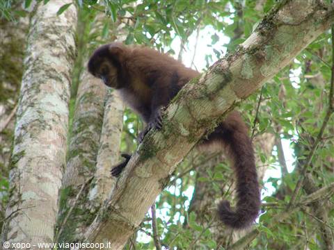 Brown capuchin monkey climbing on a tree branch among green leaves