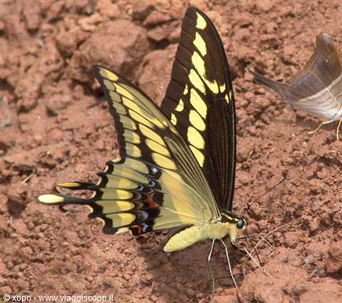 yellow and black butterfly resting on red soil, wings spread