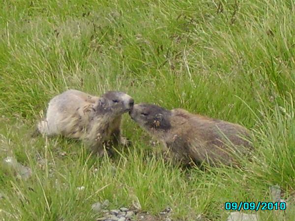 Marmots on the glacier