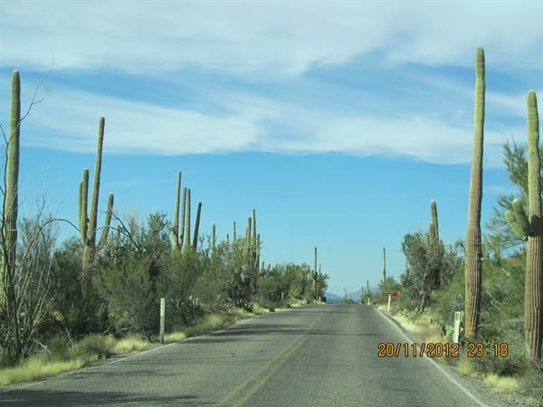 Saguaro National Park Arizona