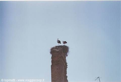 Storks in Marrakech